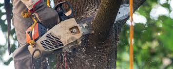 How Our Tree Care Process Works  in  Castle Rock, WA